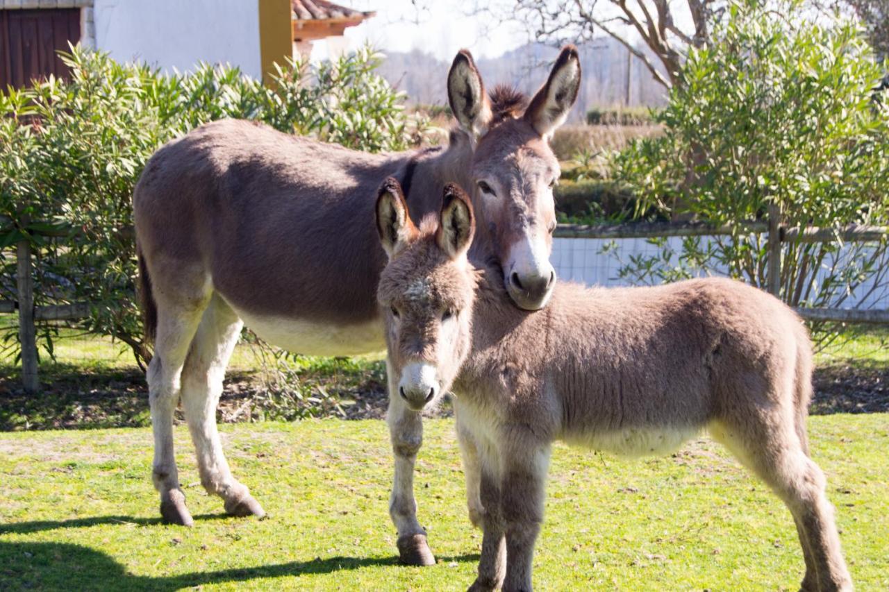 Quinta Da Alcaidaria Mor Villa โอเร็ม ภายนอก รูปภาพ